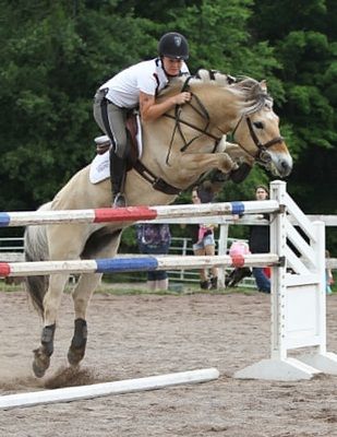 Fjord Horse Jumping